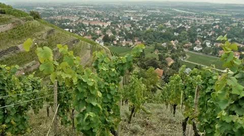 Vineyard craneshot 01 Stock Footage 11886342
