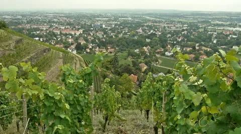 Vineyard craneshot 03 Stock Footage 11886410