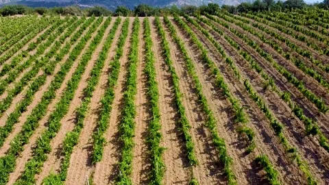Vineyard in Crimea from a quadcopter sky blue sweet bunch, russia autumn. season Stock Footage 162978582