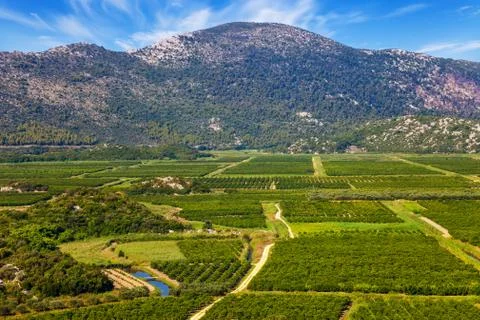 Vineyard in Croatia Stock Photos