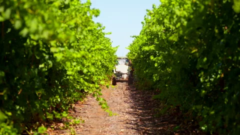 Vineyard crop spraying Stock Footage 282630440