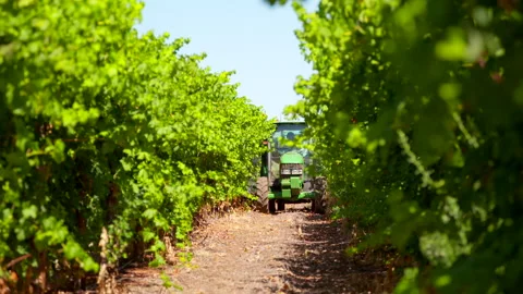 Vineyard crop spraying in summer Stock Footage 282630497