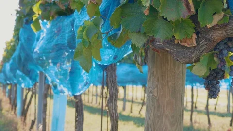 Vineyard with dark grape covered by blue bird protection net Video stock 120612041
