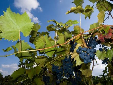 Vineyard with dark grapes Foto stock