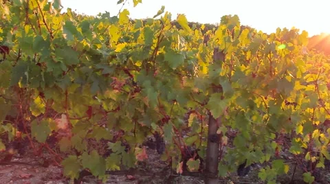 Vineyard with dark grapes for wine at sunset Stock Footage 68978433