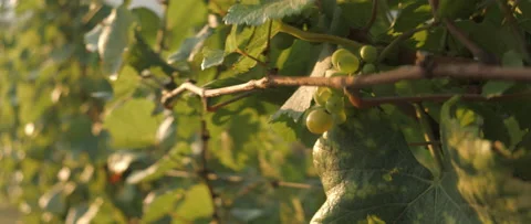 Vineyard at dawn before harvest, anamorphic slowmotion handheld 4K Stock-Footage 139676642