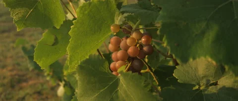 Vineyard at dawn before harvest, anamorphic slowmotion handheld 4K Stock-Footage 139677106