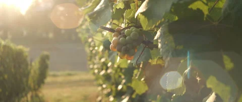 Vineyard at dawn before harvest, anamorphic slowmotion handheld 4K Видео 139677358