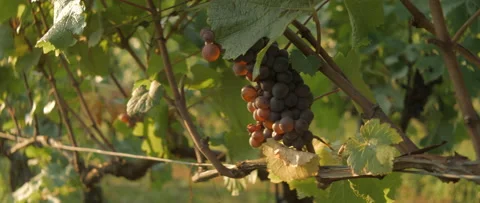 Vineyard at dawn before harvest, anamorphic slowmotion handheld 4K Stock-Footage 139677823