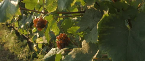 Vineyard at dawn before harvest, anamorphic slowmotion handheld 4K Stock Footage 139678020