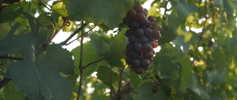 Vineyard at dawn before harvest, anamorphic slowmotion handheld 4K Stock Footage 139678964