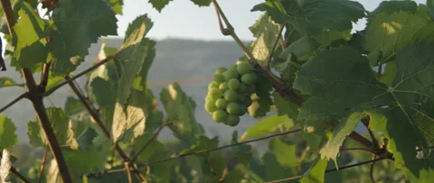 Vineyard at dawn before harvest, anamorphic slowmotion handheld 4K Stock Footage 139679352