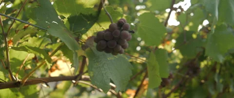 Vineyard at dawn before harvest, anamorphic slowmotion handheld 4K Stock-Footage 139679736
