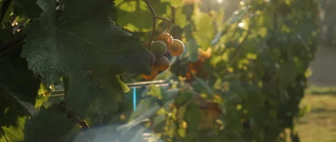 Vineyard at dawn before harvest, anamorphic slowmotion handheld 4K Stock-Footage 139679739
