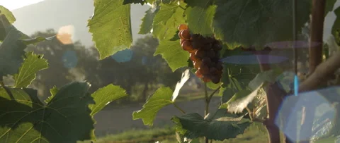 Vineyard at dawn before harvest, anamorphic slowmotion handheld 4K Stock Footage 139679761