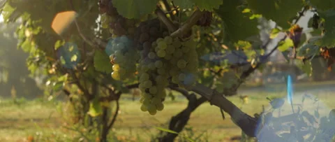 Vineyard at dawn before harvest, anamorphic slowmotion handheld 4K Stock-Footage 139679940