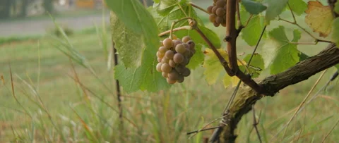 Vineyard at dawn before harvest, anamorphic slowmotion handheld 4K Stock-Footage 139679980