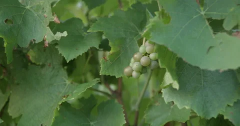 Vineyard at dawn before harvest, slowmotion handheld 4K Stock-Footage 139671602