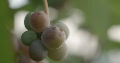 Vineyard at dawn before harvest, slowmotion handheld 4K Stock-Footage 139672391