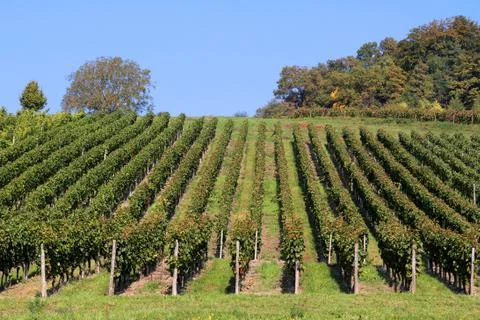 Vineyard detail Stock Photos