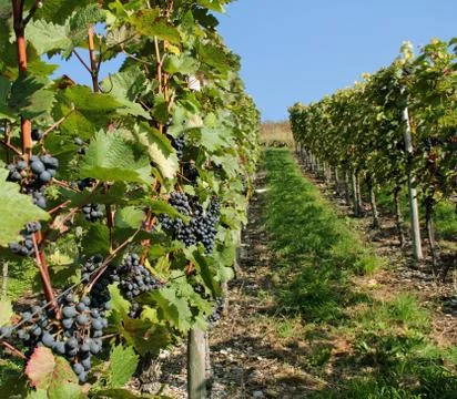 Vineyard detail Stock Photos