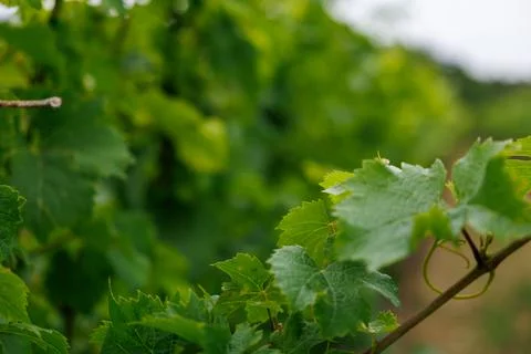 Vineyard Detail Stock Photos