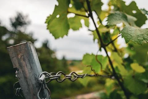 Vineyard Detail Stock Photos