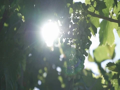 Vineyard Details 02 Stock Footage 84050162