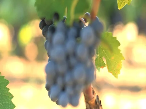 Vineyard Details 03 Stock Footage 84014928