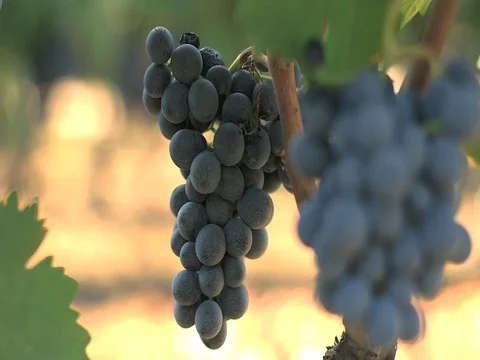 Vineyard Details 04 Stock Footage 84014808