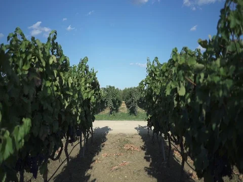 Vineyard Details 05 Stock Footage 84015444