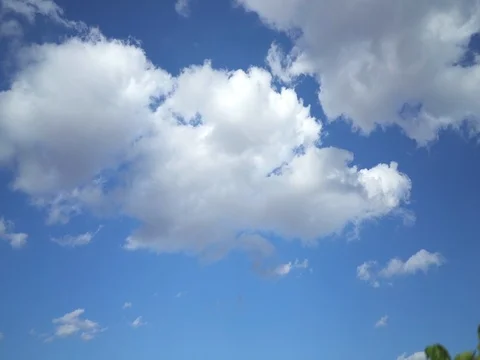 Vineyard Details 06 Stock Footage 84015289