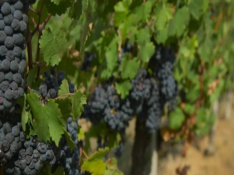Vineyard Details 08 Stock Footage 84015541
