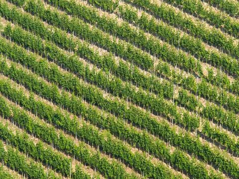 Vineyard diagonal pattern: Rows of grapevine on a steep hill Stock Photos