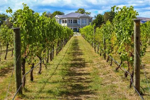 Vineyard in a Distant Land Stock Photos