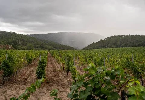 Vineyard in distant rain Stock Photos