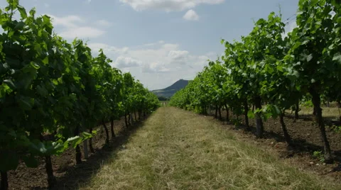 Vineyard Dolly Forward - 4k 動画素材 53368464