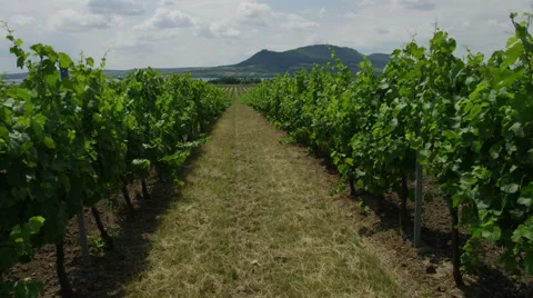 Vineyard Dolly Forward High - 4k Stock Footage 53368809