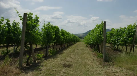 Vineyard Dolly Left Past Rows - 4k Stock-Footage 53368615