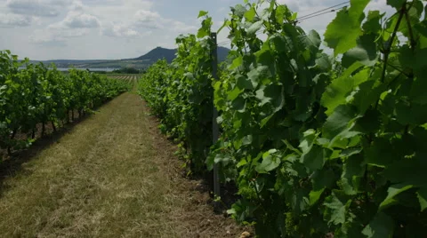 Vineyard Dolly Left In Row - 4k Stock Footage 53368933