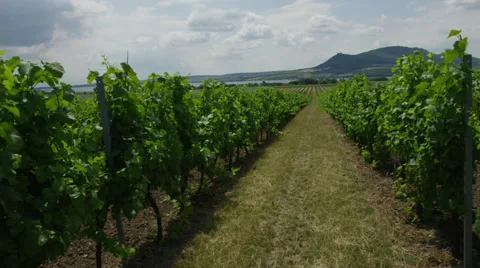 Vineyard Dolly Left In Row High - 4k 動画素材 53368973