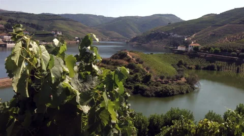 Vineyard in Douro river, oporto wine, Portugal. Stock Footage 63369698
