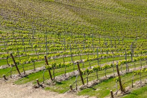 Vineyard from douro valley Stock Photos