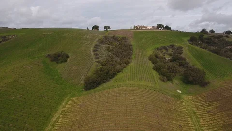 Vineyard downhill 스톡 동영상 127937655