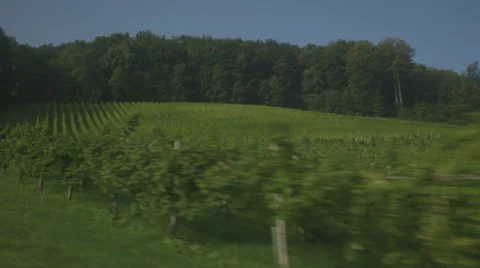 Vineyard - Drive by (Canon Log) Stockbeeldmateriaal 54467833