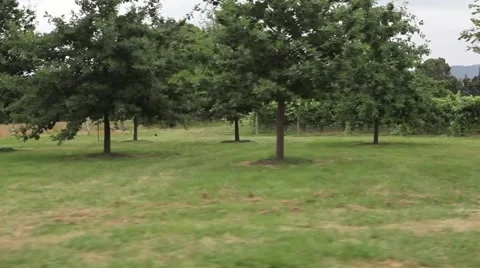 Vineyard Driving HD Video stock 3674805