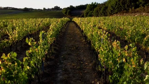 Vineyard drone Chianti Stock Footage 116465409