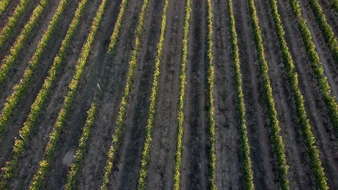 Vineyard drone Chianti Stock Footage 116465410