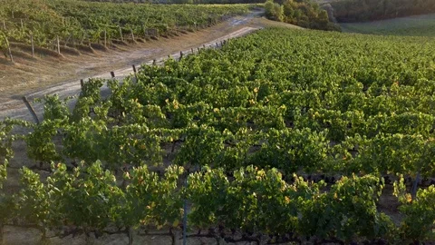 Vineyard drone Chianti Video stock 116465411