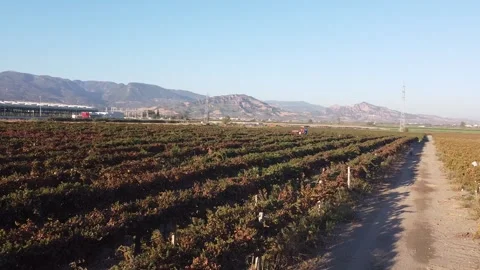 Vineyard Drone Stock Footage 335964477